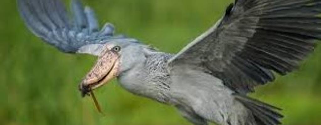 SHOE-BILL BIRD RARE AND INTERESTING